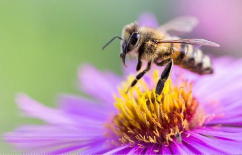 bee on the yellow center of a purple flower