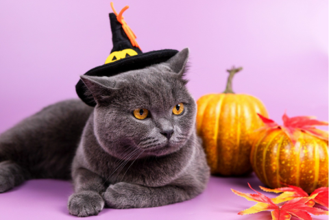 Picture of a gray cat wearing a witch's hat. There are two small orange pumpkins with fall leaves to the right of the cat. There is a purple background.