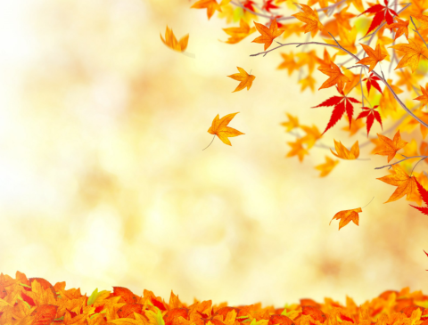 Picture of orange leaves in the autumn season. Some of the leaves are on branches and many are on the ground.
