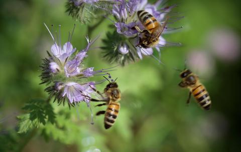 Three honeybees are flying around light purple, spiky wildflowers against a blurred green background of plants. Two bees are on top of the blossoms collecting nectar, while one bee is hovering nearby.