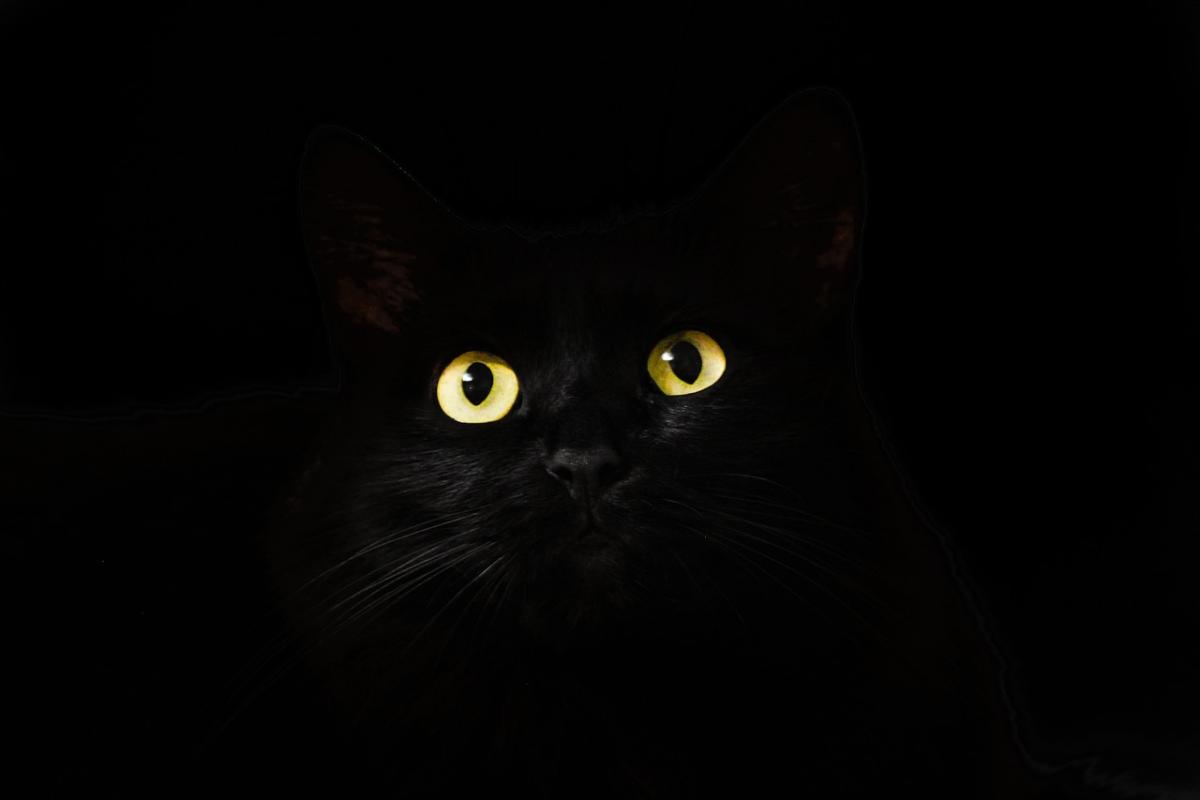 Black Cat