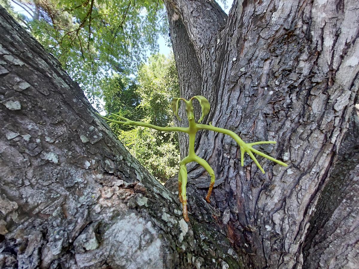 Pickett in Tree