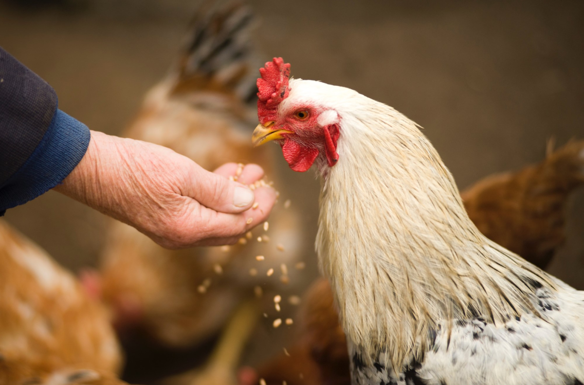 A chicken eating feed from an older person's hand. There are other chickens in the background.