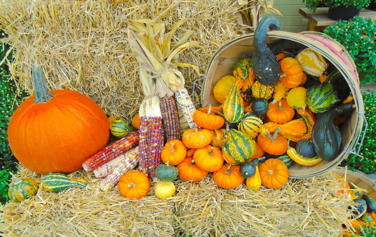 Pumpkins, dried corn and winter squashes on hay bales with shrubs and a wooden stool behind them.